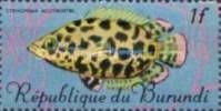 Leopard Bushfish (Ctenopoma acutirostra)