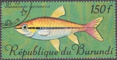 Sixbar Panchax (Epiplatys sexfasciatus)