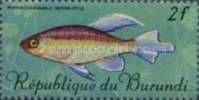 Congo Tetra (Phenacogrammus interruptus)