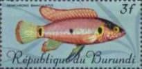 Jewel Cichlid (Hemichromis bimaculatus)