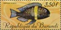 White-spotted Cichlid (Tropheus duboisi)