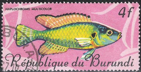 Egyptian Moothbrooder (Haplochromis multicolor)