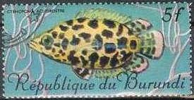 Leopard Bushfish (Ctenopoma acutirostra)