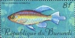 Congo Tetra (Phenacogrammus interruptus)