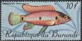 Jewel Cichlid (Hemichromis bimaculatus)