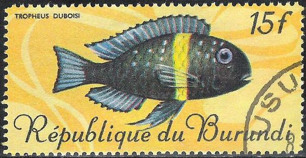 White-spotted Cichlid (Tropheus duboisi)