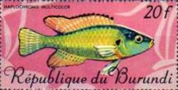 Egyptian Moothbrooder (Haplochromis multicolor)