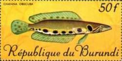 Obscure Snakehead (Parachanna obscura)