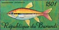 Oneline Tetra (Nannaethiops unitaeniatus)