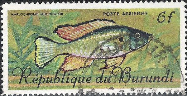 Egyptian Moothbrooder (Haplochromis multicolor)