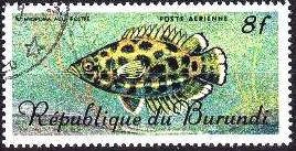 Leopard Bushfish (Ctenopoma acutirostra)