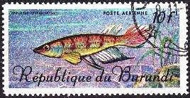 Sixbar Panchax (Epiplatys sexfasciatus)