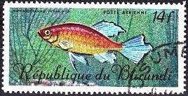 Congo Tetra (Phenacogrammis interruptus)