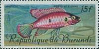 Jewel Cichlid (Hemichromis bimaculatus)