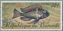 White-spotted Cichlid (Tropheus duboisi)