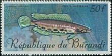 Obscure Snakehead (Ophiocephalis obscurus)