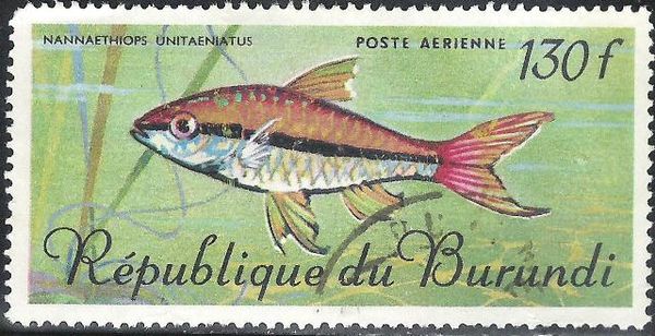 One-lined African Characin (Nannaethiops unitaeniatus)