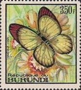Scarlet Tip (Teracolus annae)
