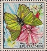Common Green Charaxes (Charaxes eupale)