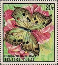 Forest Mother-of-pearl (Salamis aethiops)