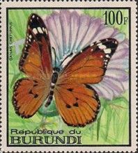 African Monarch (Danaus chrysippus)