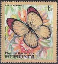 Scarlet Tip (Teracolus annae)