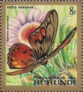 Acraea Swordtail (Graphium ridleyanus)