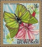 Common Green Charaxes (Charaxes eupale)