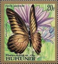 Volta Swallowtail (Papilio zenobia)
