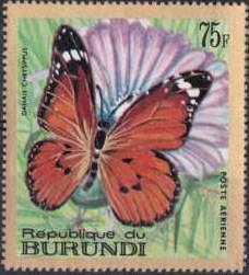 African Monarch (Danaus chrysippus)
