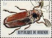 Giant Acacia Click Beetle (Tetralobus flabellicornis)