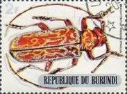 Longhorn Beetle (Brachytritus hieroglyphicus)