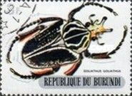 Goliath Beetle (Goliathus goliathus)