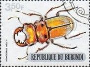 Stag Beetle (Homoderus mellyi)