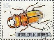 Stag Beetle (Homoderus mellyi)