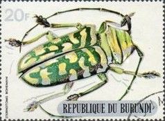 Longhorn Beetle (Sternotomis bohemani)