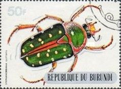 Spotted Flower Beetle (Stephanorrhina guttata)
