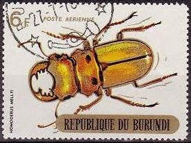 Stag Beetle (Homoderus mellyi)