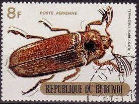 Giant Acacia Click Beetle (Tetralobus flabellicornis)