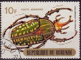 Giant African Fruit Beetle (Chelorrhina polyphemus)