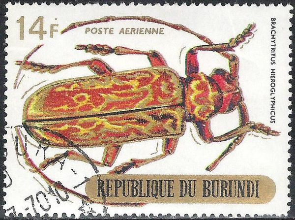 Longhorn Beetle (Brachytritus hieroglyphicus)