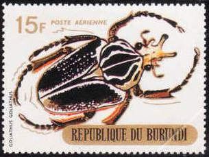Goliath Beetle (Goliathus goliathus)