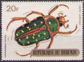 Spotted Flower Beetle (Stephanorrhina guttata)