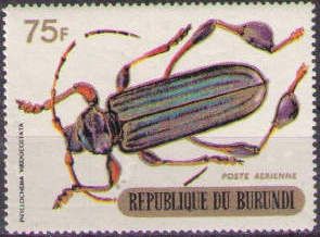 Longhorn Beetle (Phyllocnema viridicostata)