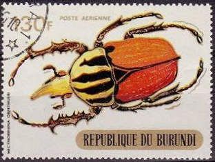 Mecynorrhina Beetle (Mecynorrhina oberthueri)