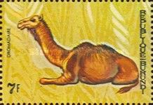 Dromedary