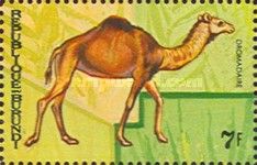 Dromedary