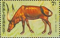 Burundi cow