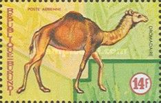 Dromedary