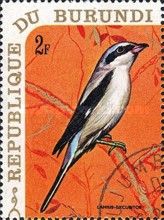 Great Grey Shrike (Lanius excubitor)